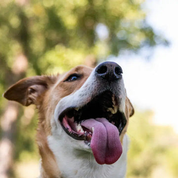 Stinky dog breath