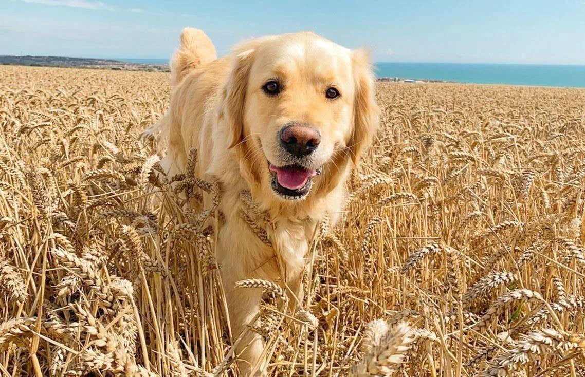 Dog in the field