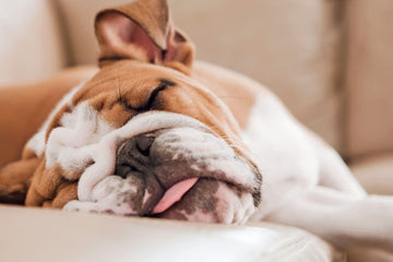 Tired dog