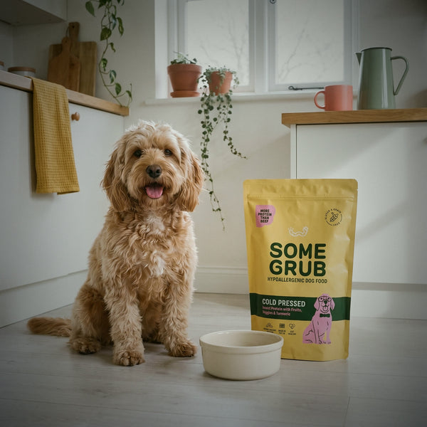 A cockapoo beside a bowl licked clean, Some Grub 6kg bag behind
